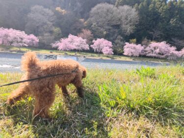 フォトンビーム体験記 第3話（3か月目の感想）